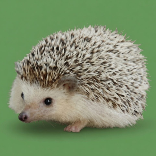 Carl