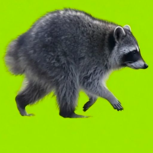 Jimothy The Raccoon