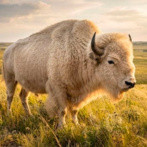 Wild white buffalo