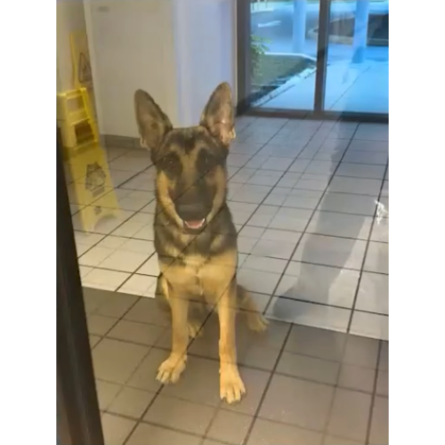 Lost Dog