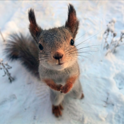 SQUIRREL COIN